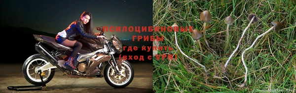 прущая мука Вязьма